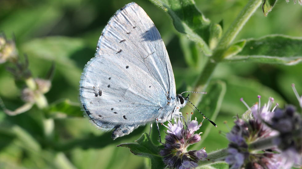 Family walking trails Sutton Park blue butterfly